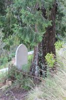 Old Tree Planted in Grave